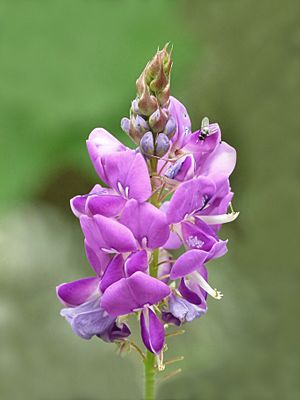 Desmodium heterocarpon at Kadavoor.jpg