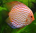 Discus fish