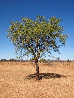 Erythrina vespertilio habit