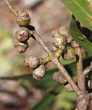 Eucalyptus exserta capsules