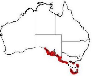 Exocarpos syrticola DistMap13.jpg