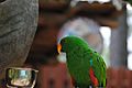 Green Bird at Busch Gardens