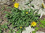 Helianthella castanea 1.jpg