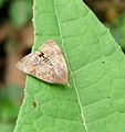 Hyblaea puera at Kadavoor