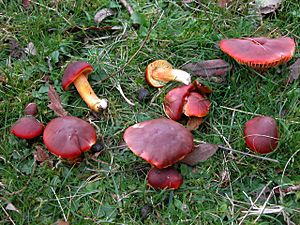 Hygrocybe punicea 3 Rosemary Winnall