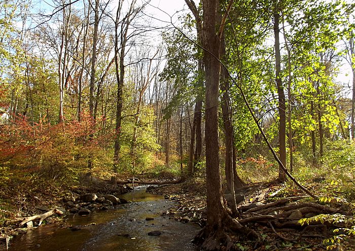 Kisco River Stream Shot