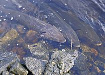 Lakesturgeon public U.S.Fish&Wildlife