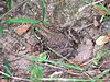 A brown frog with green around its mouth