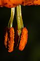 Lilium columbianum 3174