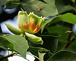 Liriodendron tulipifera Syrets3.JPG