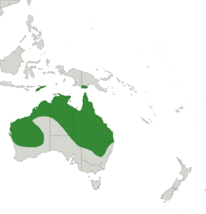 Litoria rubella range.png