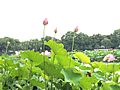 Lotus at West Lake 2