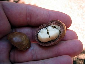 Macadamia nut