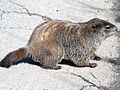 Marmota monax-lateral