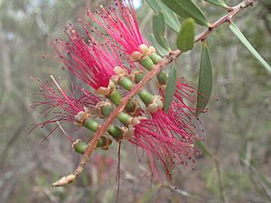 Melaleuca megalongensis flowers.jpg