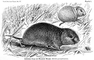 Microtus pennsylvanicus illustration