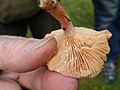 Mild Milkcap Lactarius subdulcis GT