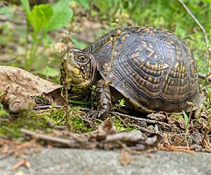 Missouri Box Turtle