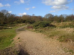 Mousehold Heath1