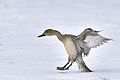 Northern pintail.2