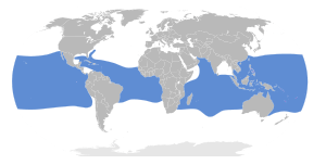 Onychoprion fuscatus map.svg