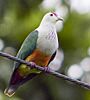 Palau Fruit Dove Ptilinopus pelewensis photographed on Babeldaob Palau in 2013 by Devon Pike (cropped).jpg