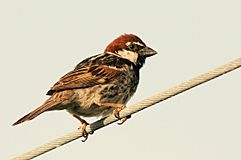 Passer Hispaniolensis Male.JPG