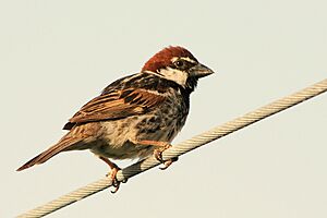 Passer Hispaniolensis Male.JPG