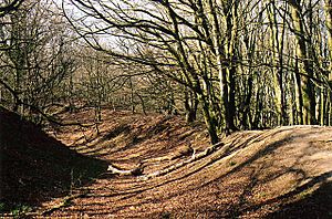 Payhembury, Hembury hillfort - geograph.org.uk - 47183