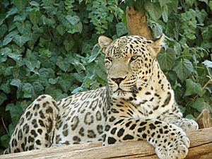 Persian Leopard sitting