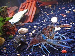 Pet-crayfish-(Clippy-II)-in-freshwater-aquarium-with-apple-snail