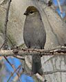 Pine Grosbeak, female