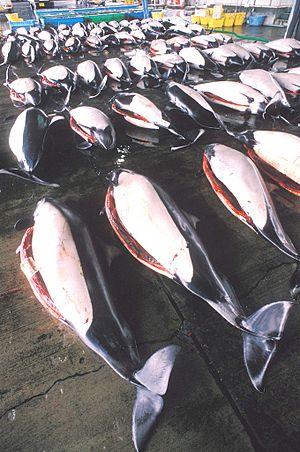 Porpoise market