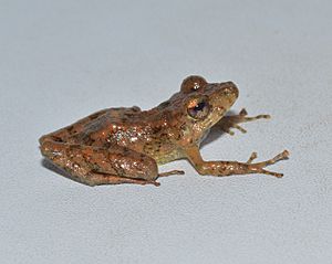 Pristimantis fallax.jpg