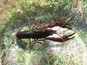 Procambarus clarkii top