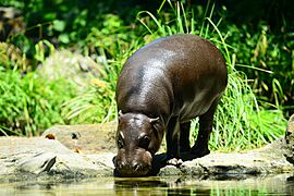 Pygmy hippopotamus Melbourne Zoo (11882419955)