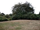 Rayleigh Castle - Top of the motte - geograph.org.uk - 211114.jpg