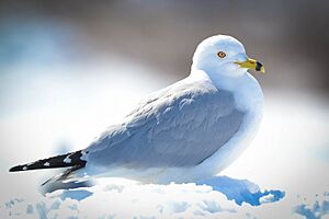 Ring-billed Gull (Larus delawarensis) (16622776346)