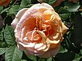 Rosa 'Leander' J1