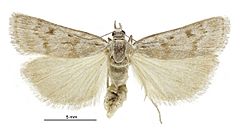 Scoparia s.l. pura female.jpg