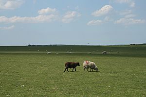 SheepGrazingCurragh