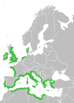 Smyrnium olusatrum distribution map