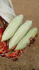 Snake gourd freshly harvested