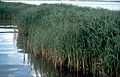 Spartina alterniflora