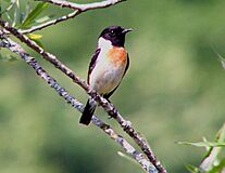 Stejneger's Stonechat.jpg