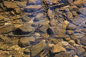 Streambed of Sand Spring Run