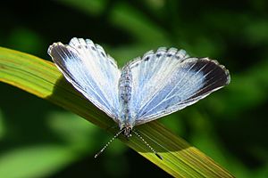 Summer Azure, female, Fletcher Wildlife.jpg