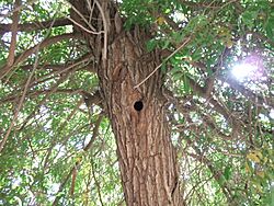 Syrian Woodpecker Hole