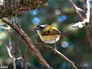 Taiwan firecrest 01