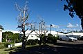 Three dead Bermuda cedars (Juniperus bermudiana) at Prospect Camp, Bermuda in 2019